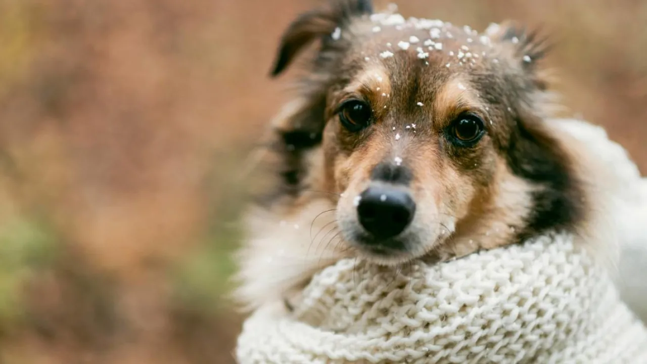 В Україну мчить різке похолодання з мокрим снігом: коли погода зіпсується остаточно 