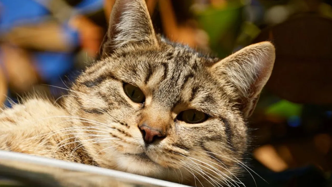 Синоптикиня повідомила, коли в Україні нарешті може потеплішати 