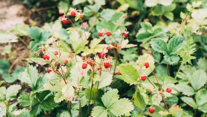 Як підготувати малину до зими: поради з обрізки кущів - фото