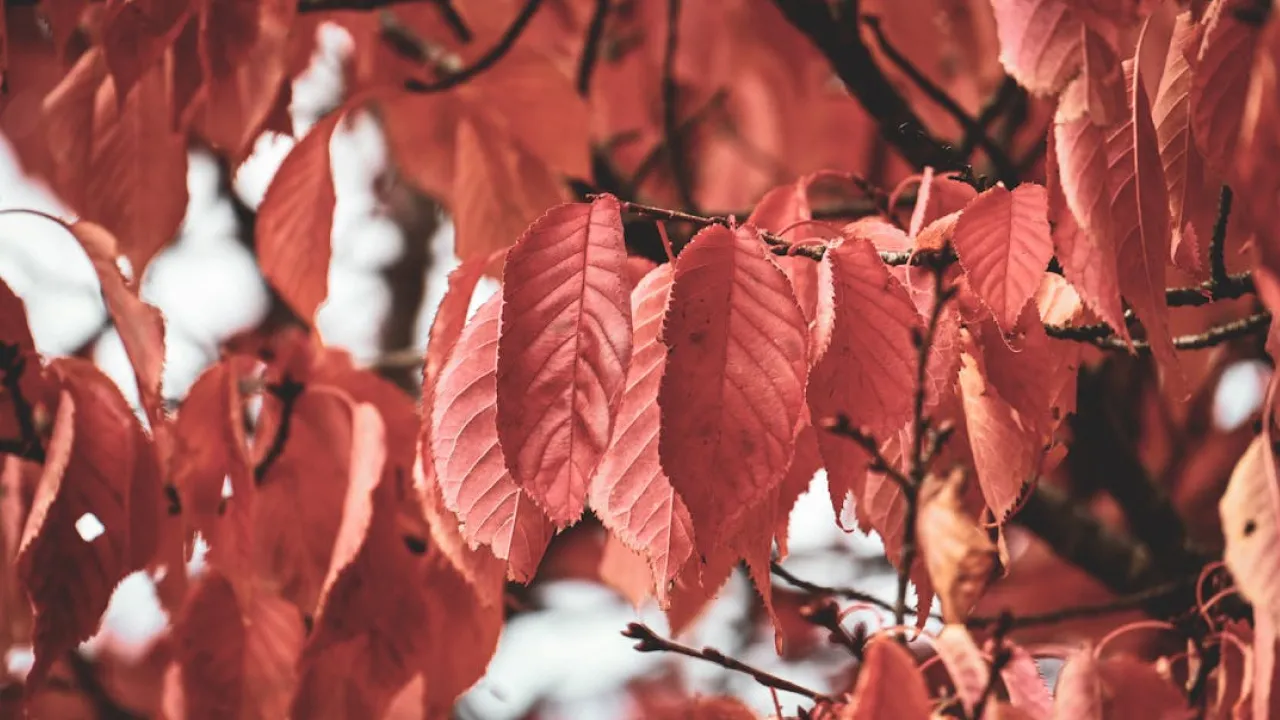 Що робили з одягом 16 жовтня, щоб узимку не хворіти: народні прикмети 