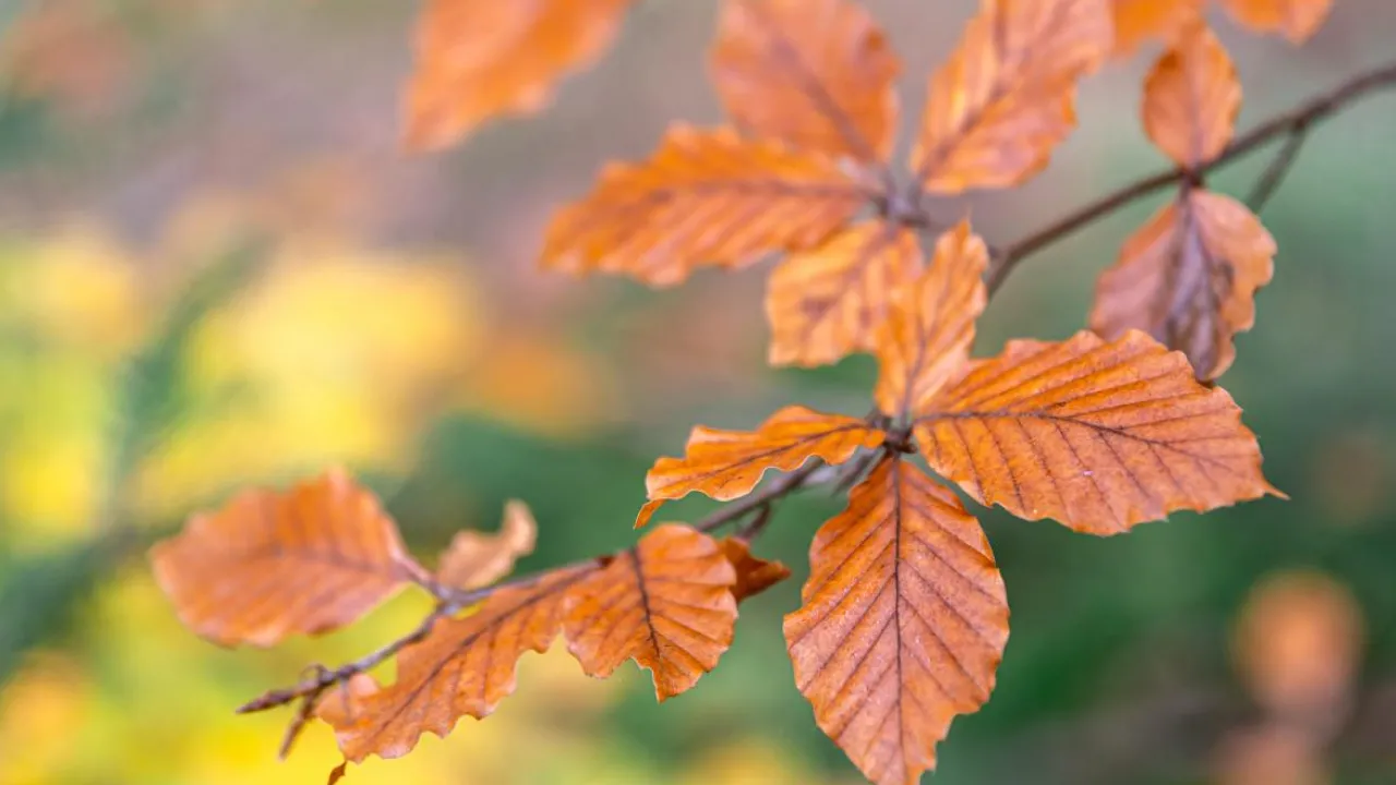 Погода в Україні на 16 жовтня: опади відступлять, температура трохи підвищиться  