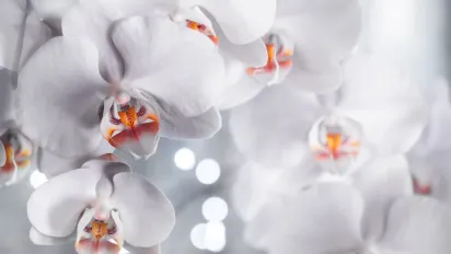 Орхідея під загрозою: як виявити і вилікувати чорну гниль, щоб врятувати рослину - фото