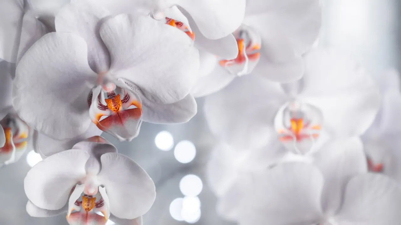 Орхідея під загрозою: як виявити і вилікувати чорну гниль, щоб врятувати рослину 