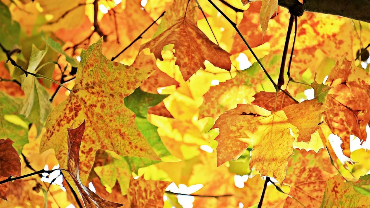 17 жовтня — день пророка Осії: чому цей день вважали межою осені та зими 