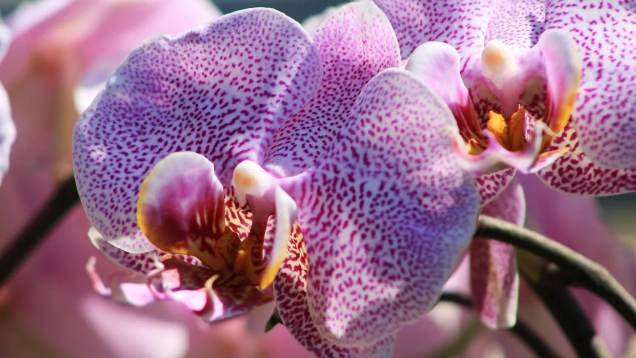 Як приготувати настій із бананової шкірки для орхідей — натуральна підгодівля 