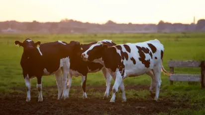 В Україні поширюється смертельний лейкоз корів: громадян просять не купувати молочне - фото