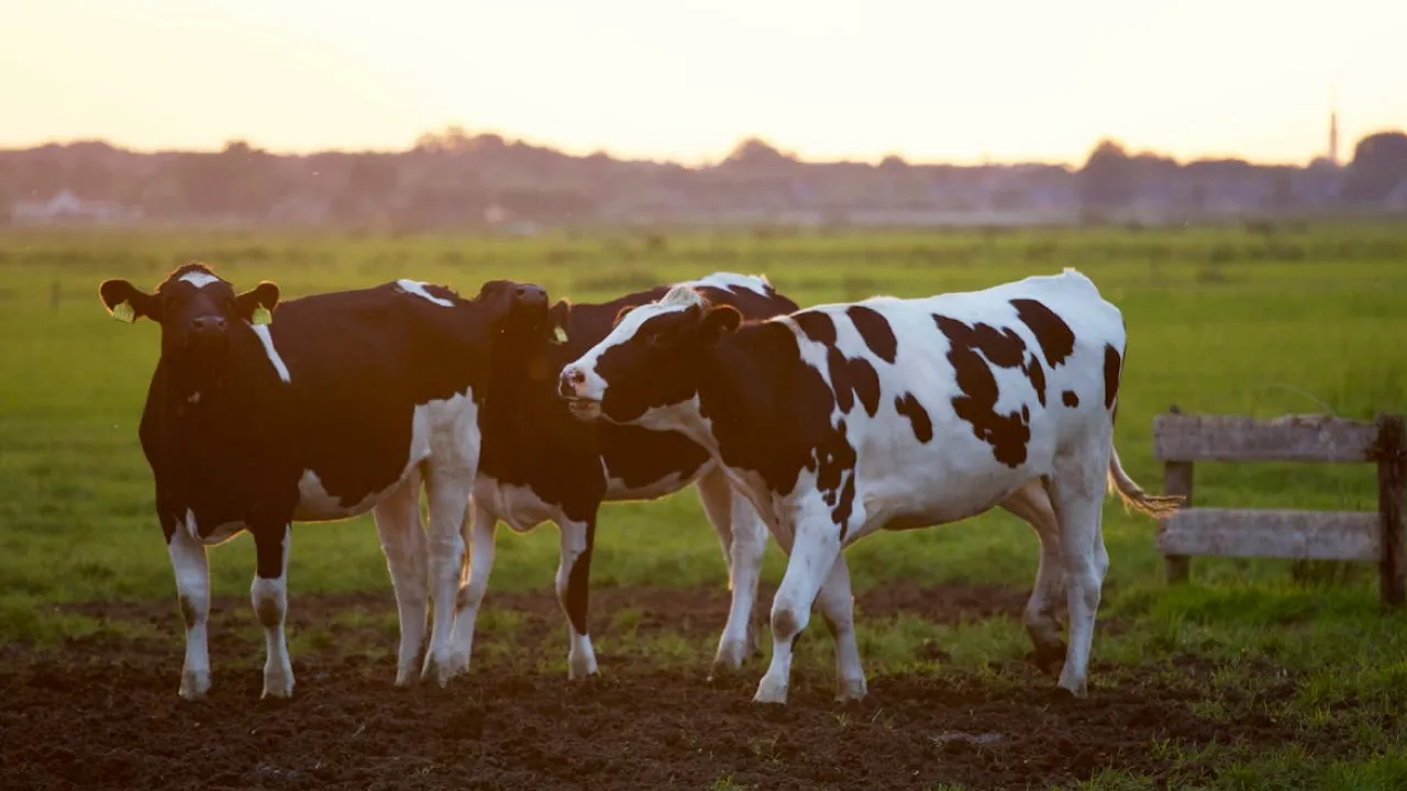 В Україні поширюється смертельний лейкоз корів: громадян просять не купувати молочне 
