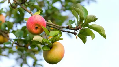  Яблуня перестане скидати плоди, якщо вчасно зробити це — перевірений рецепт - фото