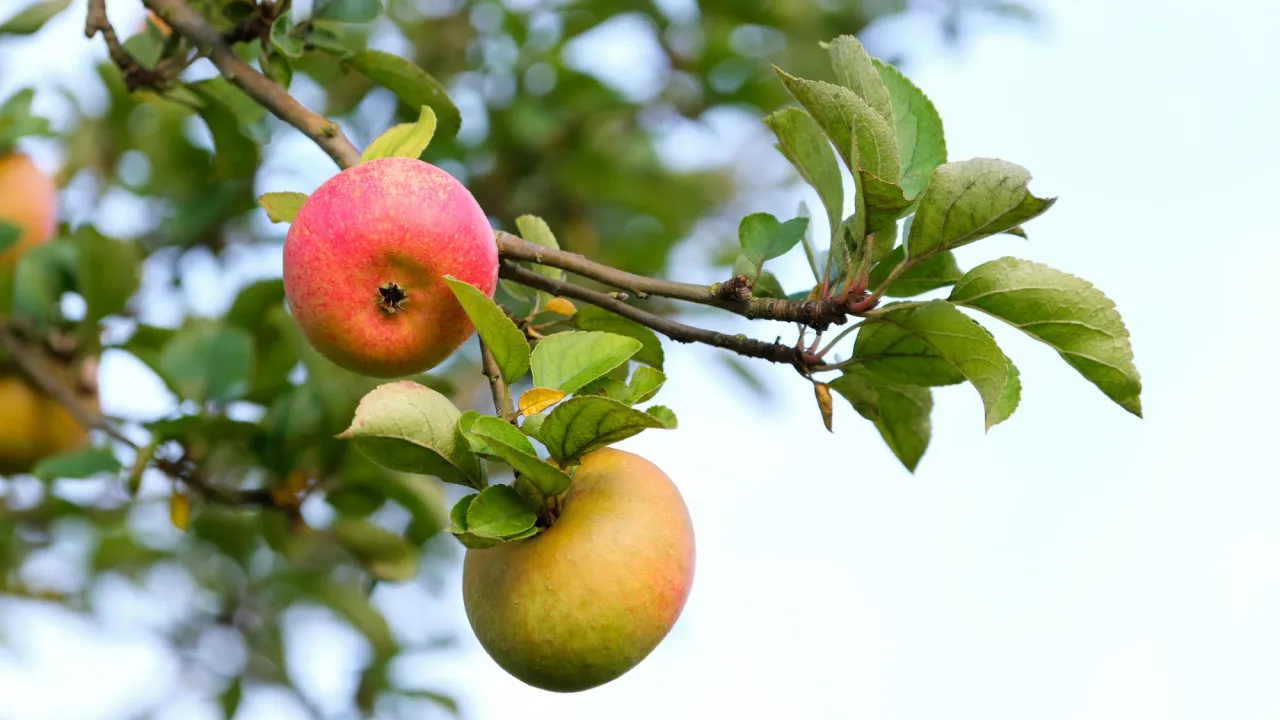  Яблуня перестане скидати плоди, якщо вчасно зробити це — перевірений рецепт 