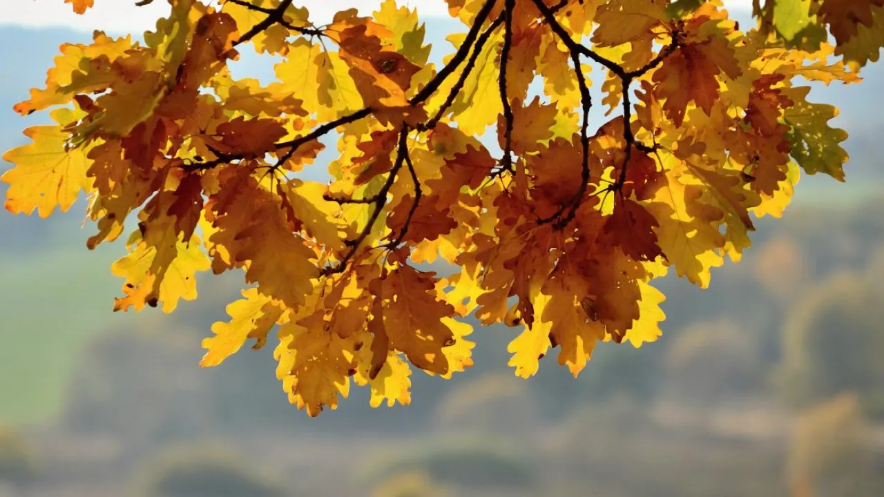Ці дні - найхолодніші: синоптикиня розповіла, коли українцям чекати потепління 