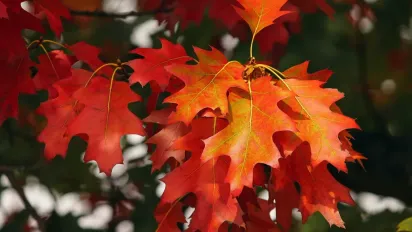 Потепління буде: синоптикиня Діденко обнадіяла українців прогнозом - фото