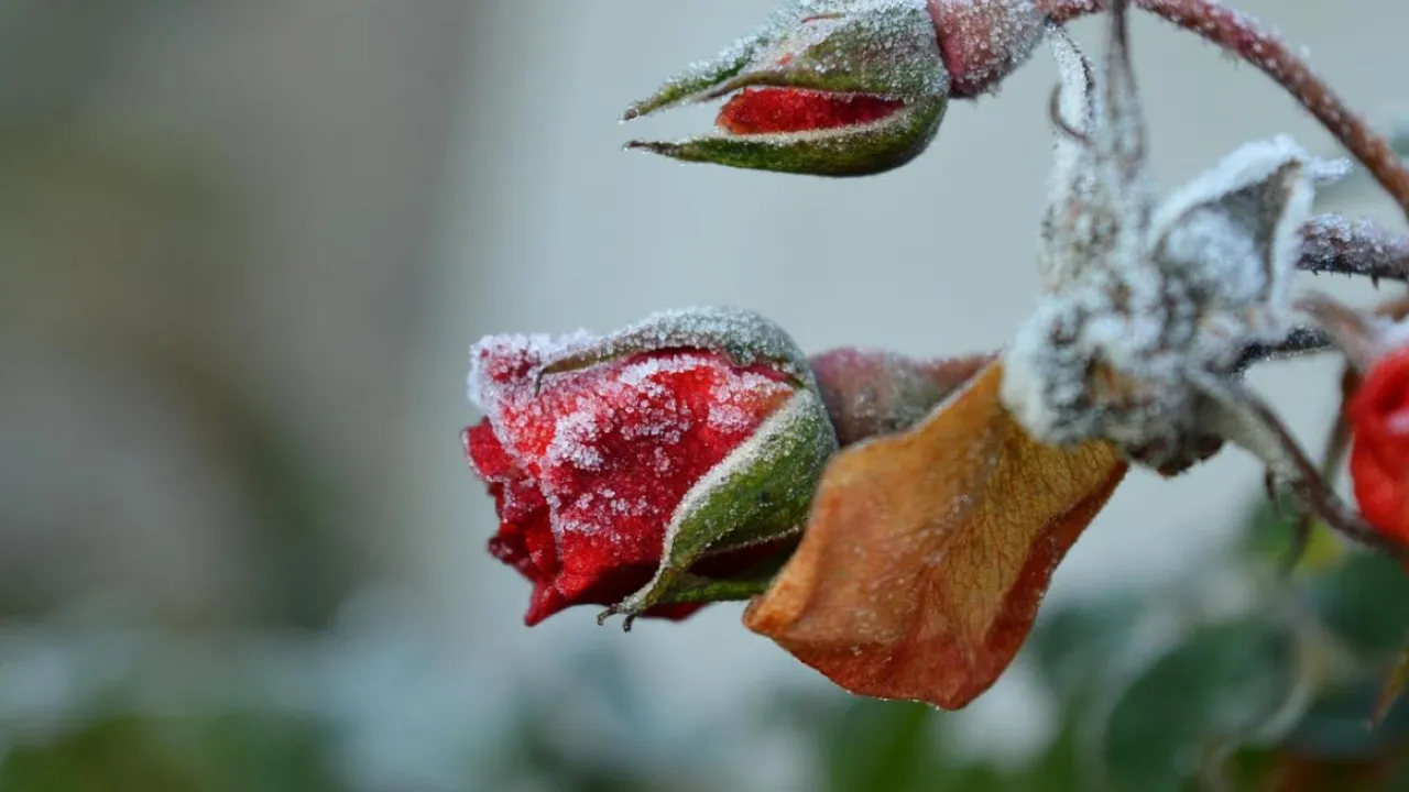 Як правильно підготувати троянди до зими: покрокова інструкція 
