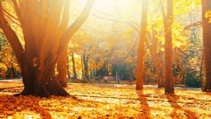 "Бабине літо": синоптик назвав, коли в Україні буде до +22 °C - фото