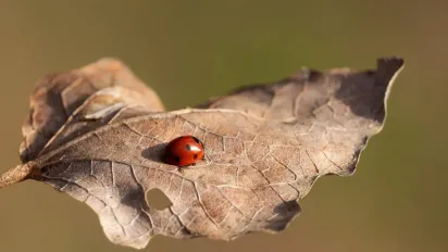 Розігріє до +18°: синоптики розказали, коли до України повернеться довгоочікуване тепло - фото