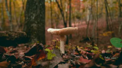 Синоптикиня Діденко повідомила, де вже завтра розігріє до +16° - фото