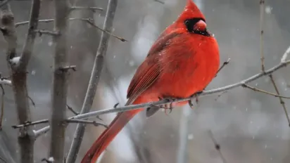 З'явився прогноз на листопад 2025: коли випаде перший сніг і вдарять морози - фото