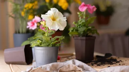 Чому у кімнатних квітів чорніють листя: що робити, аби врятувати їх - фото