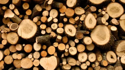 Такі дрова для печі — не можна! Три види деревини, які не гріють і шкодять димоходу - фото