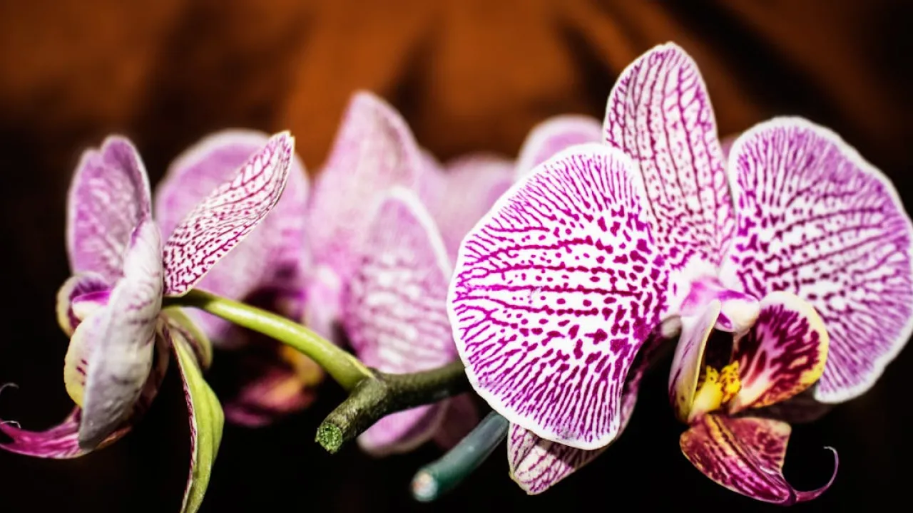 Коли й як обрізати орхідею: поради від досвідченого садівника 