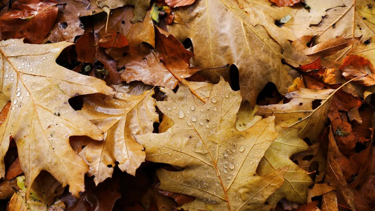 25 жовтня — Дмитрівська батьківська субота: традиції, заборони та народні прикмети цього дня 