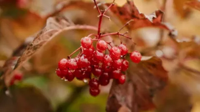 Дощі поступово відступають: прогноз погоди на 25 жовтня в Україні - фото