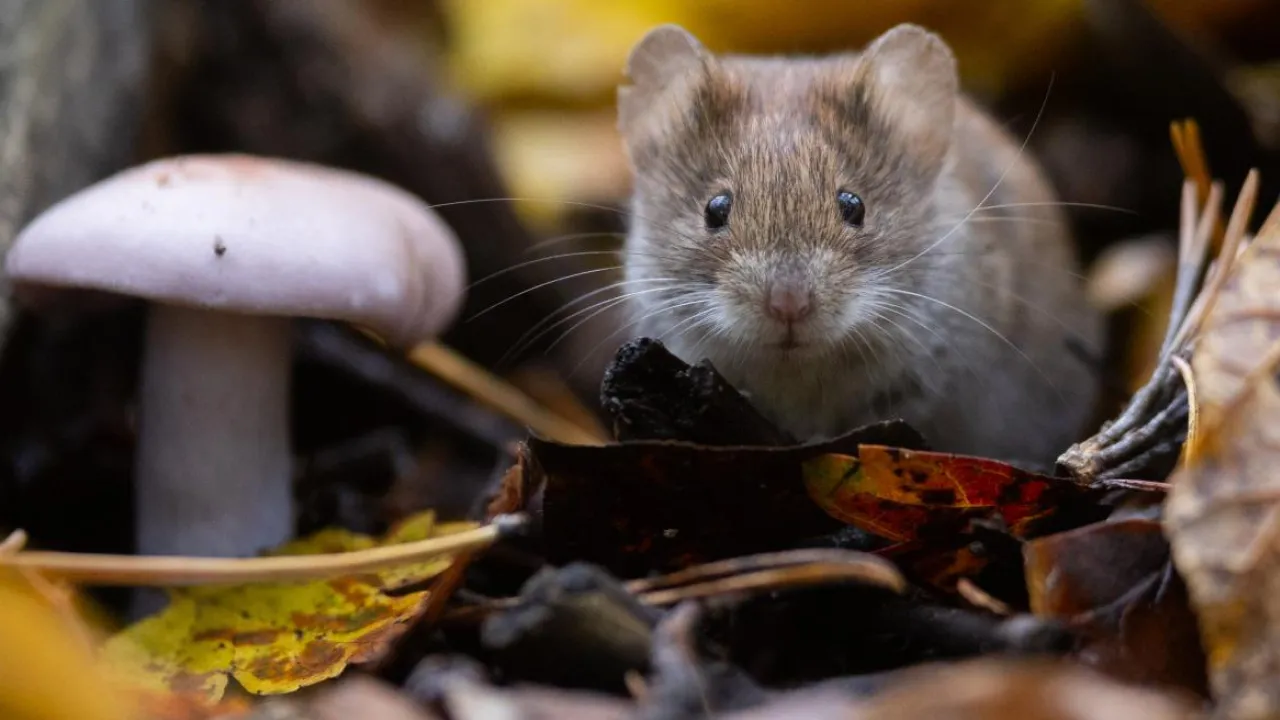 Дощів в Україні майже не залишиться: прогноз погоди на 26 жовтня 