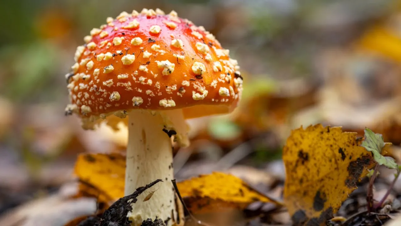 Що робили 27 жовтня, щоб збулося заповітне бажання: народні прикмети 