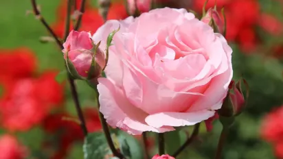 Важливі правила догляду за трояндами восени: експерти назвали, чого не можна пропускати  - фото