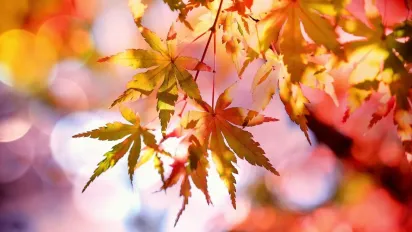 Що потрібно з'їсти 29 жовтня, щоб притягнути удачу та достаток: народні прикмети - фото