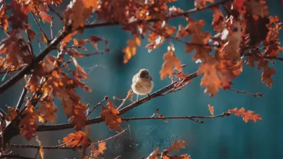 "Дощів поменшає, сонця побільшає": прогноз погоди на 29 жовтня - фото
