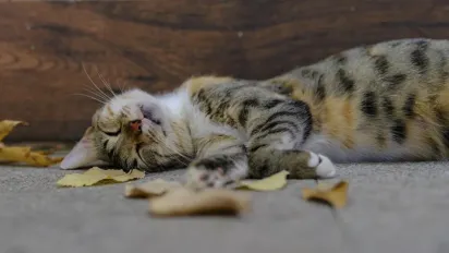 В Україну йде потепління до +17°: прогноз синоптика - фото