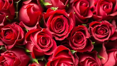 Які троянди потрібно вкривати на зиму: поради досвідчених садівників - фото