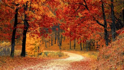 Який птах на подвір'ї віщує 30 жовтня щастя та достаток: народні прикмети - фото