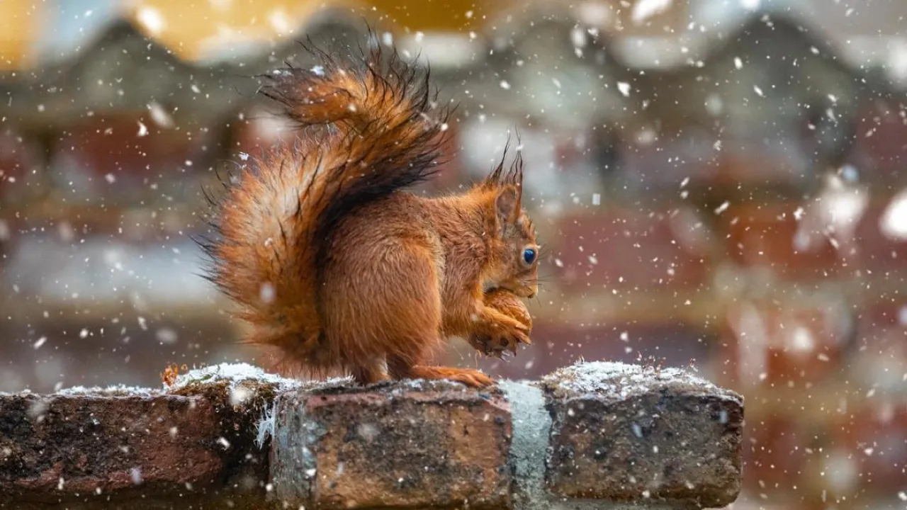 Мокрий сніг і похолодання: синоптик розповів, яка погода чекає на українців у листопаді 