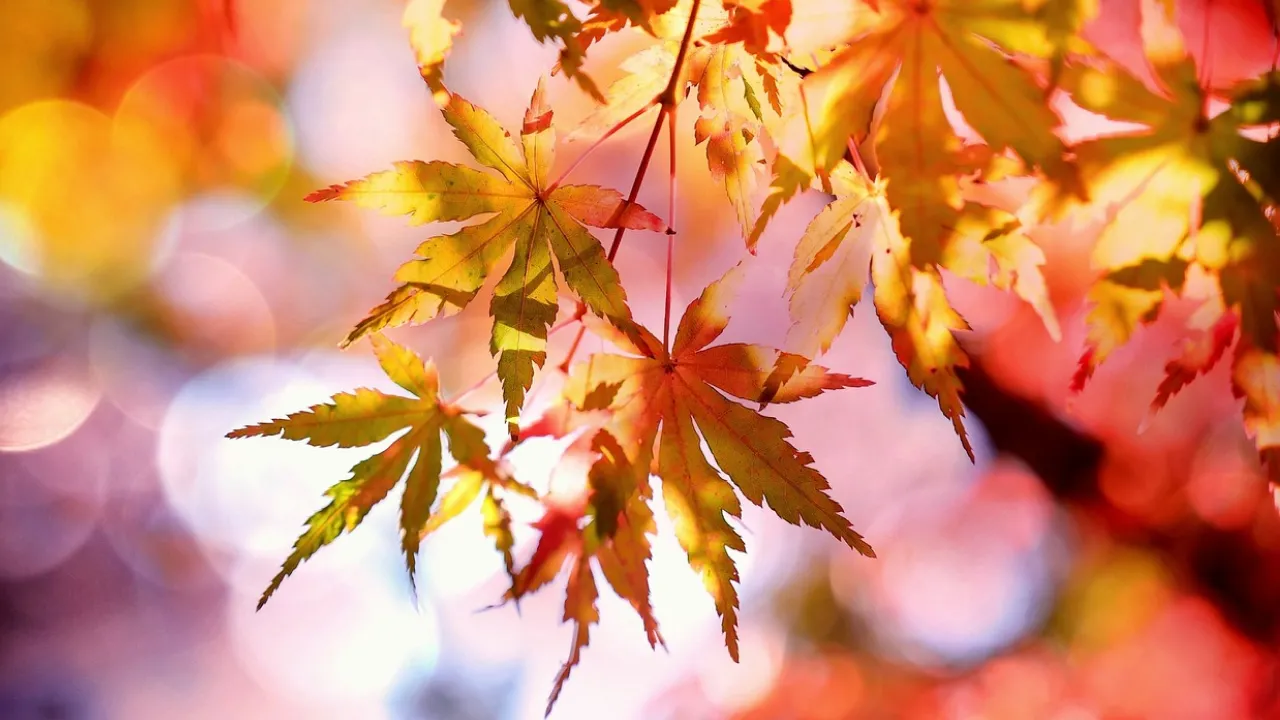 Що клали до кишені 31 жовтня, аби вберегтися від зурочення: народні прикмети 