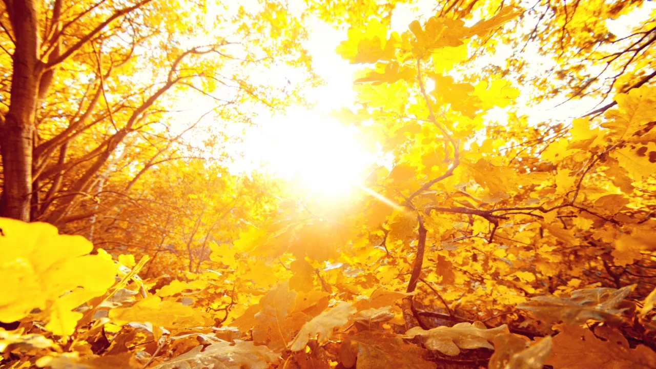 Синоптикиня Наталка Діденко розповіла, якою буде погода на вихідні 1–2 листопада — осінь готує сюрприз 