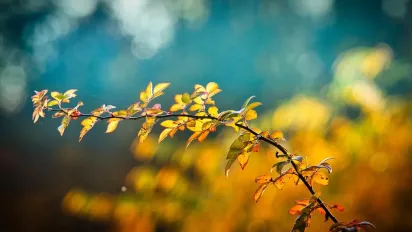 Початок листопада подарує українцям по-справжньому теплу погоду: синоптикиня Діденко - фото