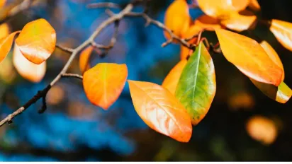 Листопад в Україні розпочнеться з тепла: синоптики обіцяють сонце і до +18° - фото