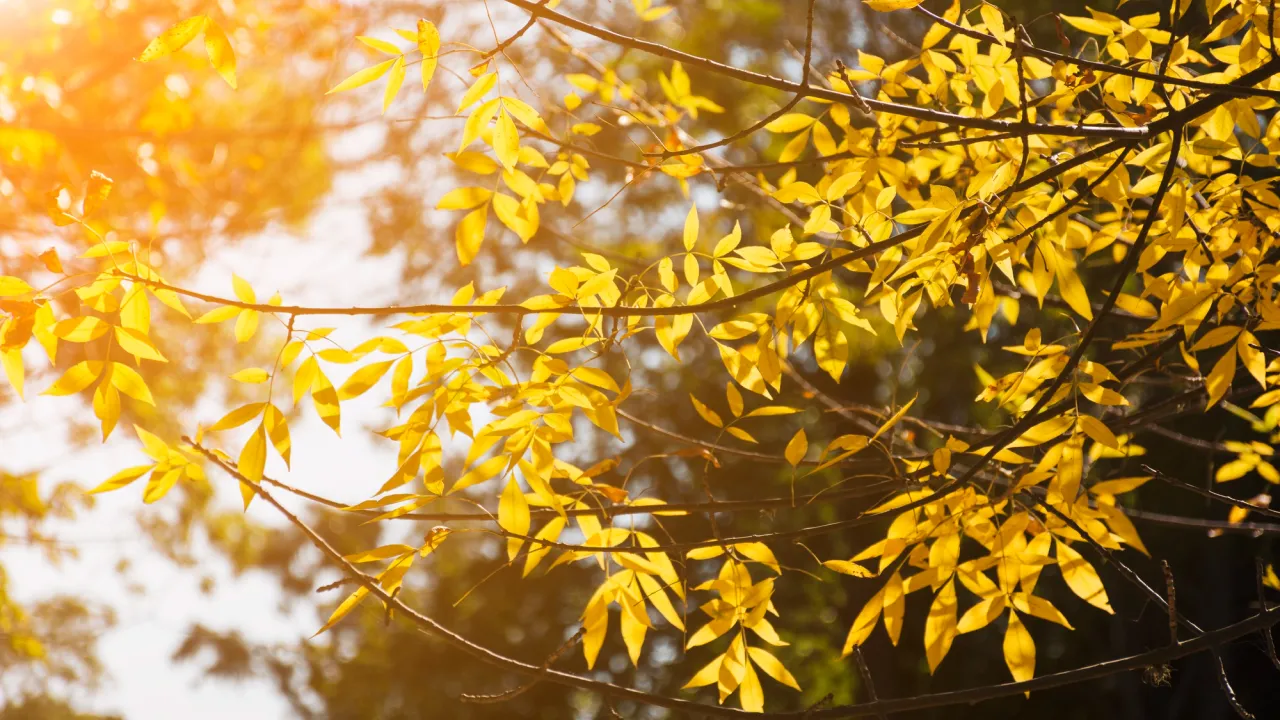 Листопад дарує тепло: прогноз погоди на 2 листопада для всіх регіонів України 