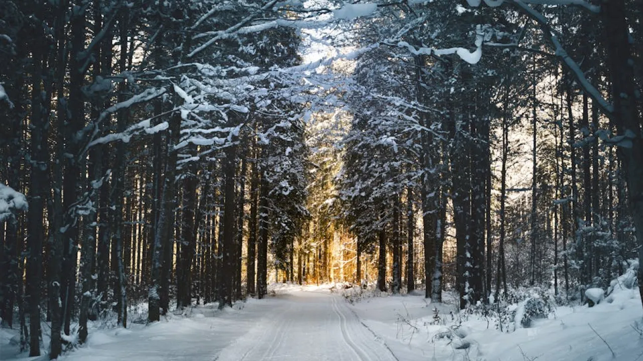 Україну засипле снігом: синоптики назвали дату перших заметів 