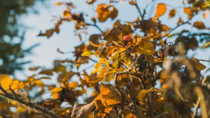 Українців чекає контрастний понеділок: синоптики розповіли, де очікувати дощі й тумани - фото