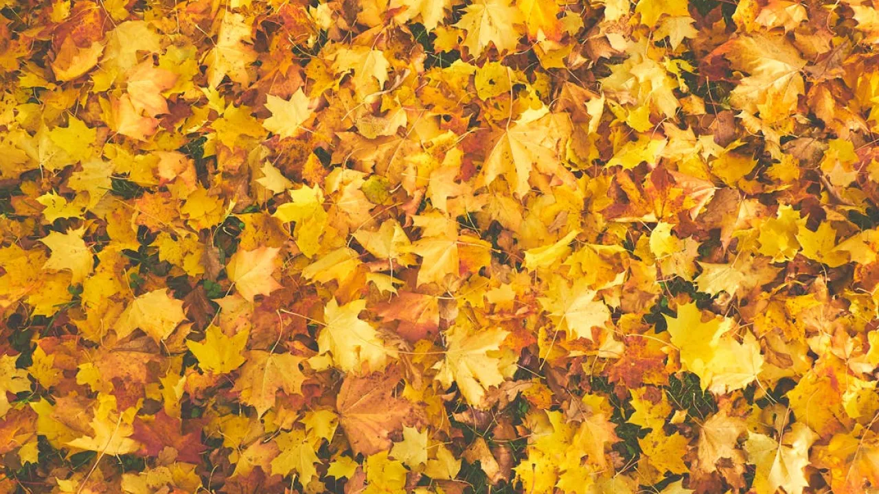 Чому 3-го листопада не варто ввечері виходити з дому: народні прикмети 