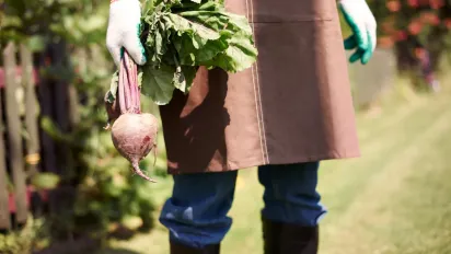 Не поспішайте закривати город: підзимовий посів, який дасть ранній урожай - фото