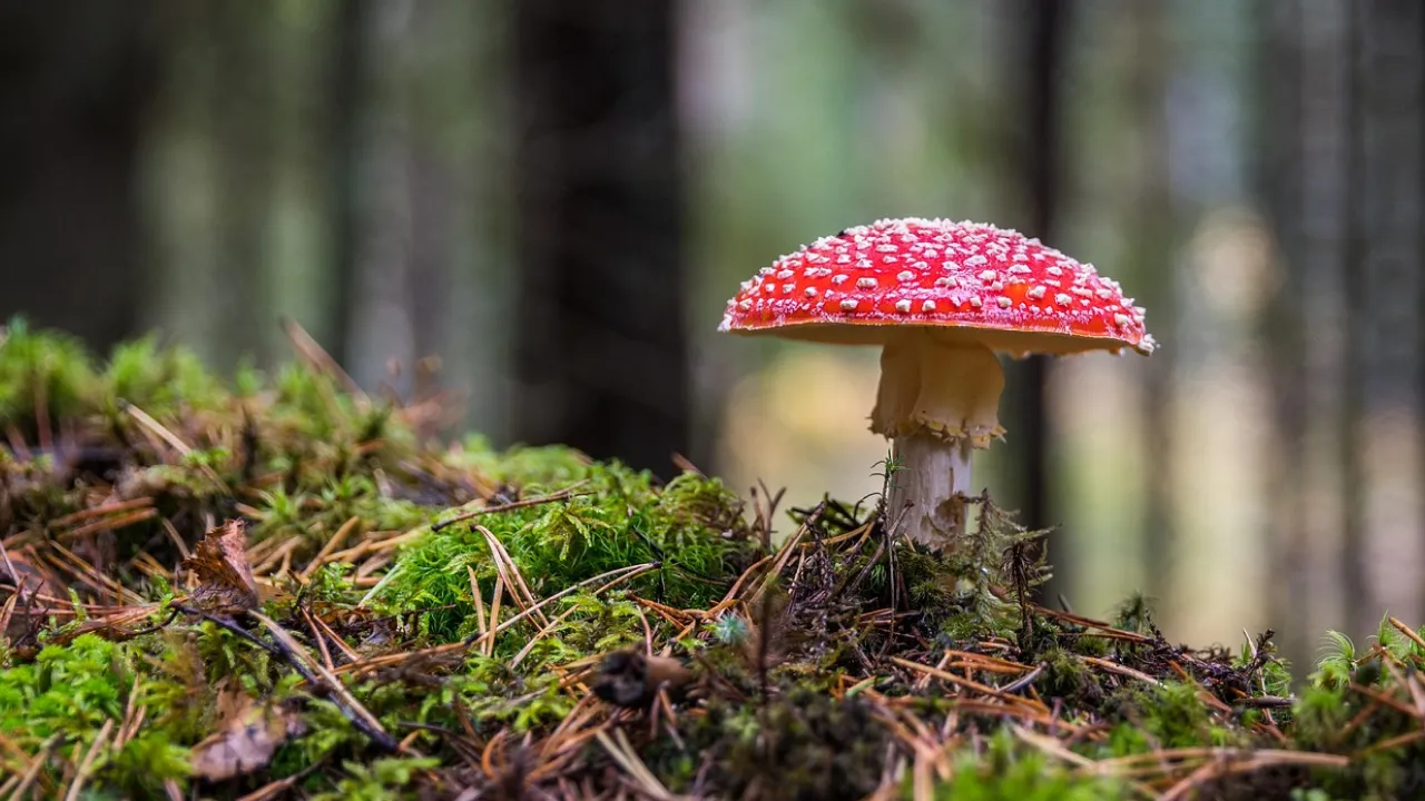 Холодний атмосферний фронт зіпсує погоду в Україні вже завтра, - синоптикиня Діденко 