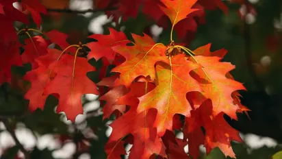 Синоптики розповіли, якої погоди чекати українцям у листопаді - фото