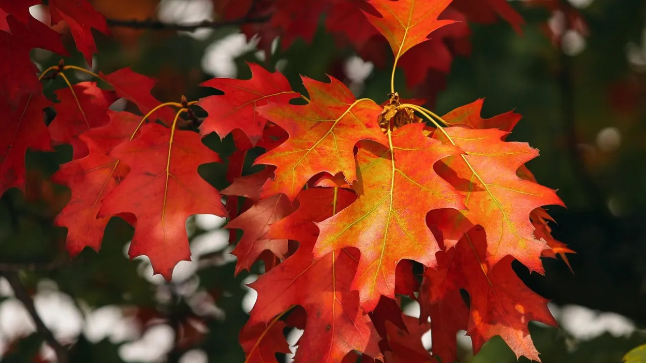 Синоптики розповіли, якої погоди чекати українцям у листопаді 