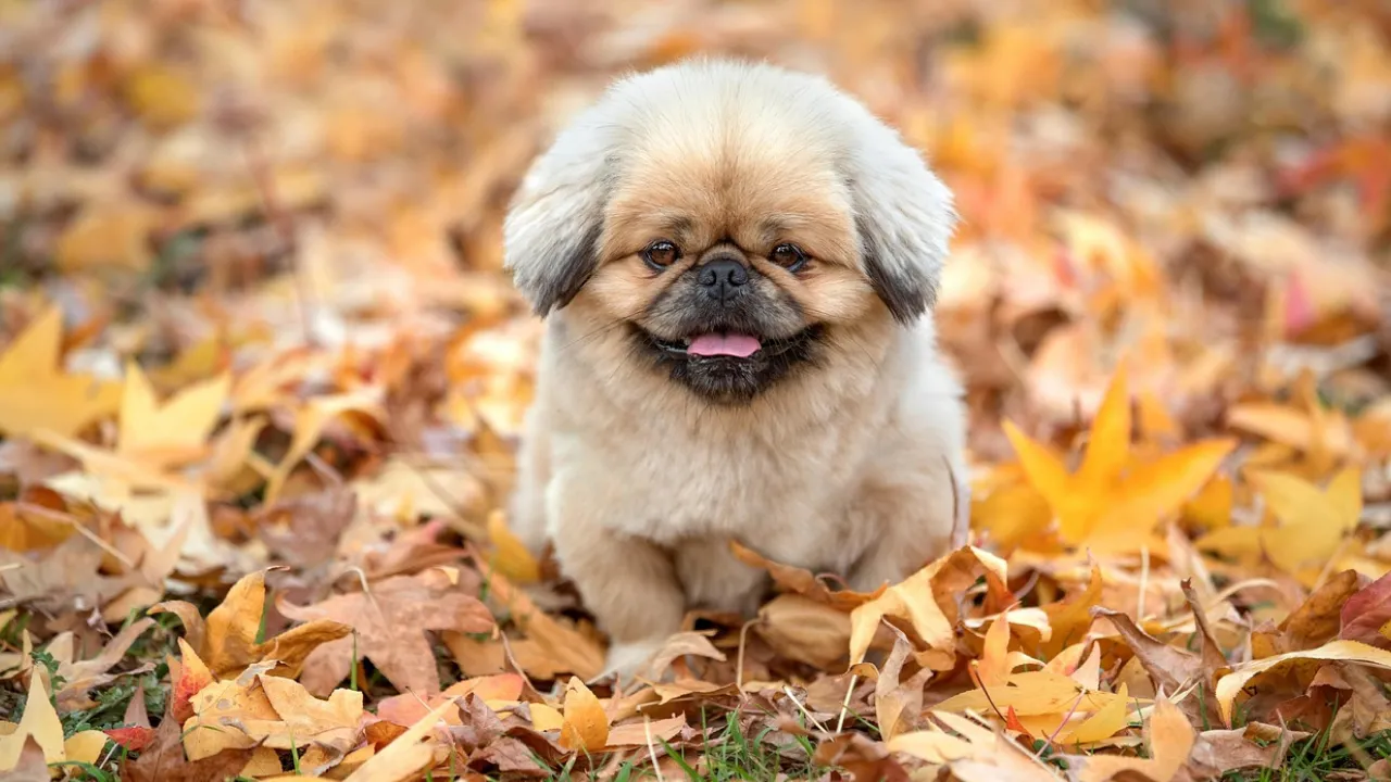 Які дві речі не можна позичати 4 листопада, щоб не віддати з дому щастя: народні прикмети 
