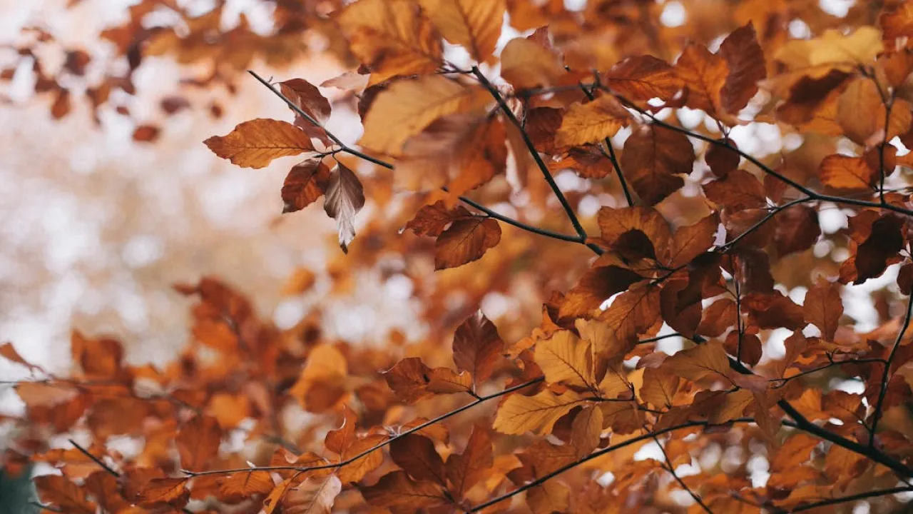 До України йде антициклон: синоптики розказали, як зміниться погода 