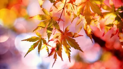 Що має бути на столі 5 листопада, щоб бути ситими та здоровими усю зиму: народні прикмети - фото