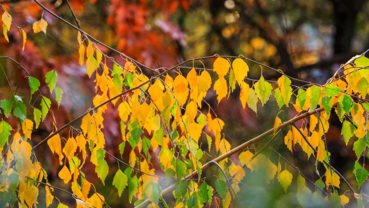 Що буде з погодою в Україні 5 листопада: прогноз Наталки Діденко 